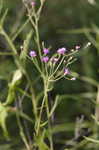 Tall ironweed